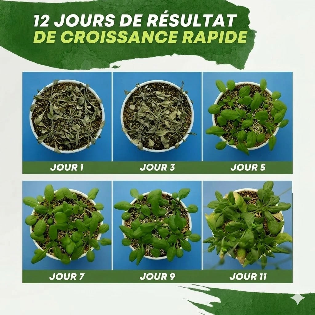 Engrais liquide pour plantes