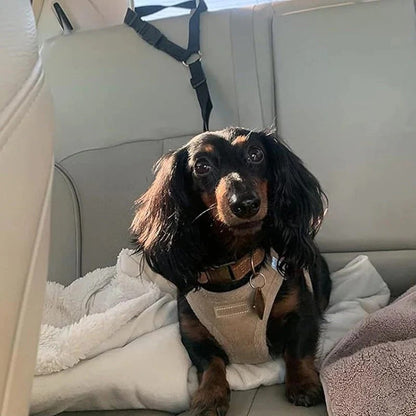 Ceinture de sécurité et laisse pour chien 2-en-1