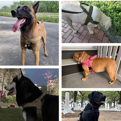 Harnais tactique robuste pour chien avec poignée